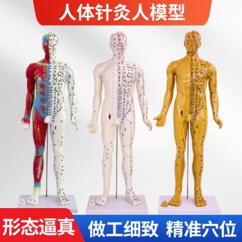 刻字超高清晰人體穴位模型針灸按摩教學模型60CM半皮半肌經絡模型