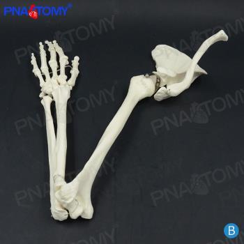 PNATOMY 人體手骨模型上肢骨下肢骨腿骨股骨肱骨腳骨成人骨骼模型