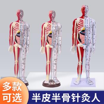 刻字超高清晰人體穴位模型針灸按摩教學模型60CM半皮半肌經絡模型