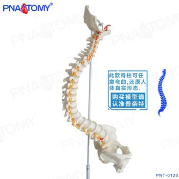 Pnatomy 新款人體脊柱模型人體1:1脊椎模型人體骨骼模型可彎曲