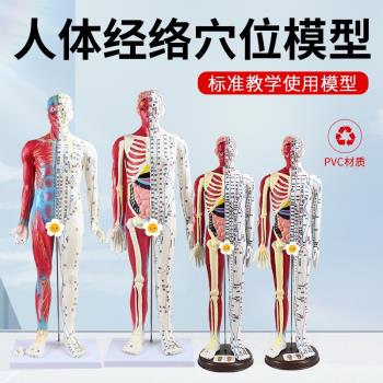 60CM半皮半肌肉解剖針灸人刻字超高清晰人體穴位模型針灸按摩教學