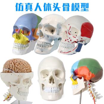 醫學模擬模型可拆卸彩色標本
