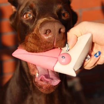 Qmonster天然乳膠發聲狗狗玩具幼犬泰迪小型犬柴犬磨牙啃咬潔齒