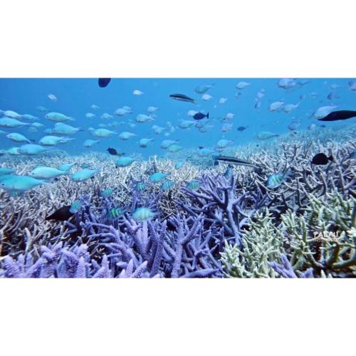 IPalau島可夢~SUP秘境探險、牛奶湖、水母湖、干貝城、鯊魚城、七彩珊瑚群、大斷層、小白宮5日_25RORQ2506