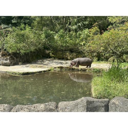 雅加達旅遊｜小孩扣5千,野生動物園,長頸鹿共進下午茶,雅加達老城區之旅,升等一晚五星度假村,無購物五日(含稅)_CGKGIRAFFE