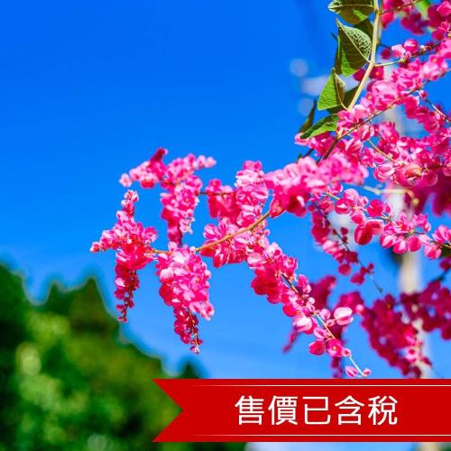 連休趣沖繩｜夜宿美國村~愛戀古宇利、海洋博看海豚、玉泉洞鐘乳石、海景商場PARCO、泡盛試飲樂遊四日｜A級市區飯店2晚-2025OKAFD8