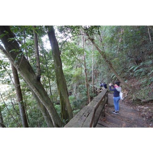 台中旅遊｜大人囝仔｜惠蓀林場～樂活森林．北港溪糯米石橋一日｜中部出發_23TMFORHUI