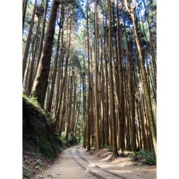 嘉義旅遊｜《特富野古道》最美步道重新開放.柳杉環繞.奮起湖鐵路便當一日｜臺南出發 23KHHCYI59