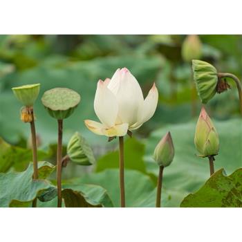 臺南旅遊｜夏日最不能錯過～玉井芒果季．蓮花的故鄉～「蓮」結盛會～白河蓮花季.雅聞湖濱療癒森林1日｜高雄出發 24KHHTNN06
