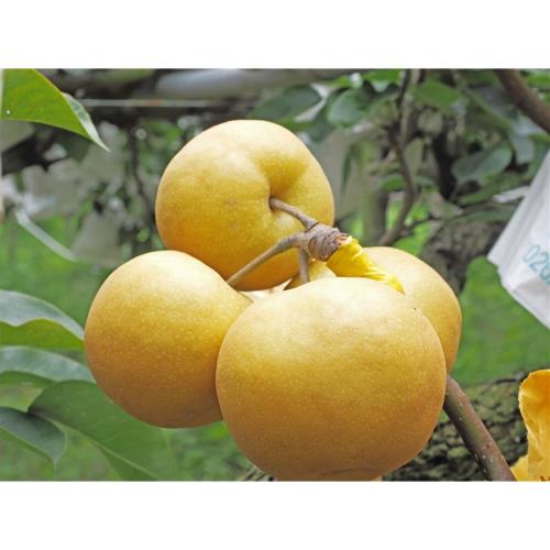 苗栗旅遊｜夏季限定.現採高接梨.銅鑼茶廠.台鹽通霄觀光園區.客家特色餐盒一日｜大人囝仔-24TMMLIPEA