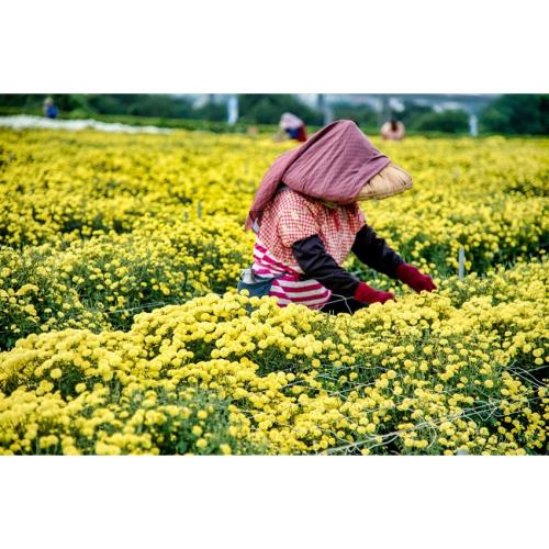 苗栗旅遊｜端午連假.艾草體驗.香包DIY.撿蛋立蛋一日｜大人囝仔_24TMMLIDBE