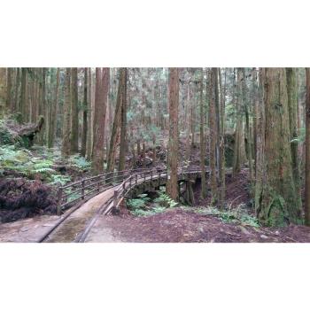 嘉義｜大人囝仔｜最美步道重新開放.特富野古道.柳杉環繞一日｜中部出發 24TSN27N1Y