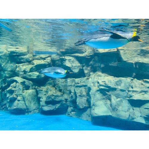 38女王節｜桃園旅遊│XPARK水族館、舊百吉隧道、卡司．蒂菈樂園、喜來登二日遊│高雄台南嘉義出發_25TAO00008