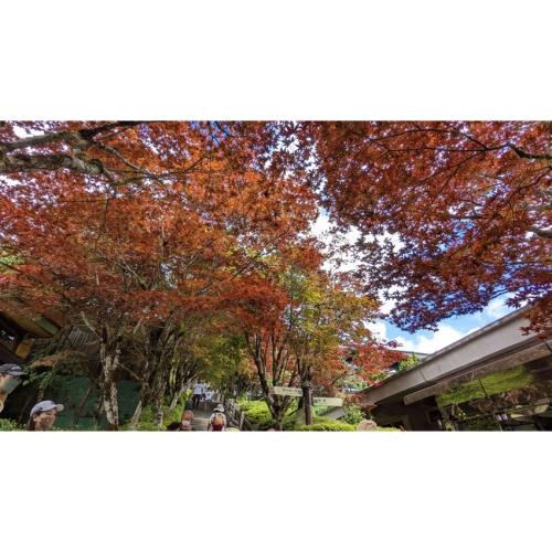 宜蘭旅遊｜紫葉槭火紅如楓~太平山森林浴.原始林步道.全球最美見晴步道一日｜大人囝仔_25TEYLNTAI