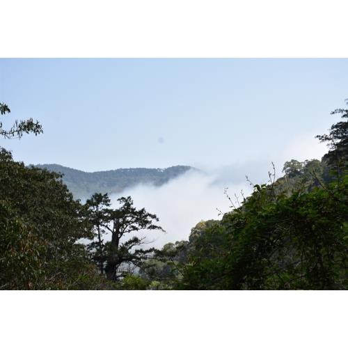 桃園旅遊｜第二人折3000.東眼山.拉拉山深度之旅.山嵐繚繞.原味餐桌.泰雅文化二日-25TMLLSSHT