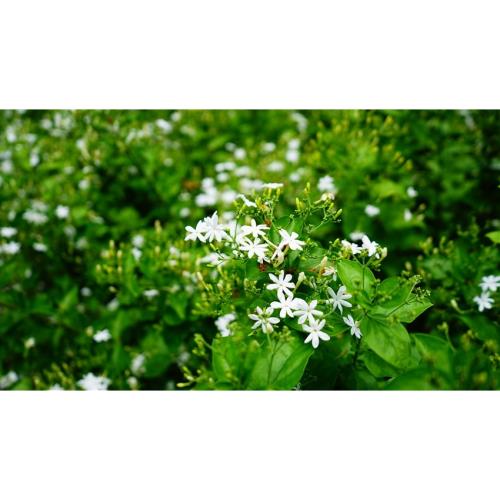 彰化旅遊｜好一朵美麗的茉莉花~茉莉花的故鄉採花趣.葡萄成熟時大村採果樂.彰化美食探索一日｜大人囝仔-25TMCHCMUA