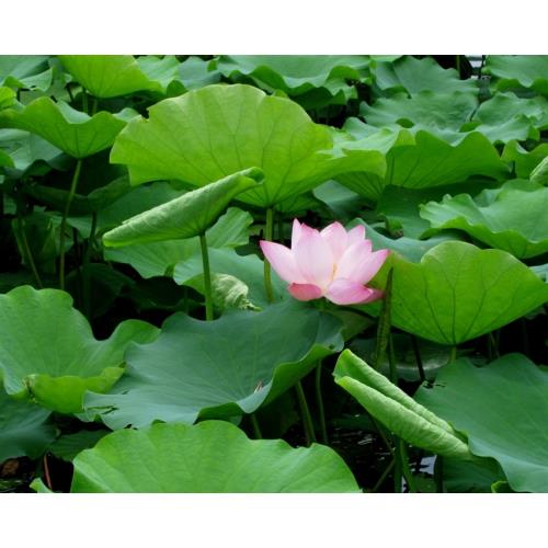 新北旅遊｜夏季賞蓮趣、豪華龍宮貝殼廟、喜來登自助晚餐、八里福朋喜來登二日遊｜高雄台南出發_25TPE00035