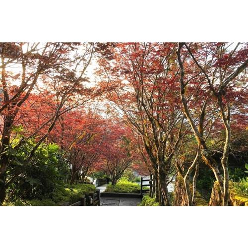 宜蘭旅遊｜太平山紫葉槭春楓、世界級見晴懷古步道、宜蘭煙波連泊三日遊｜高雄台南出發_GRORP25024