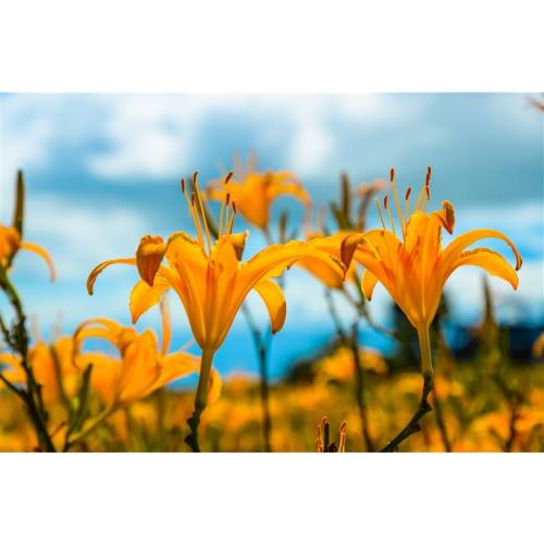 花蓮．暑假第二人折1千｜赤柯山黃金毯、瑞穗溫泉黃金湯、暑假賞花泡湯三日｜台南高雄出發_GROUP37537