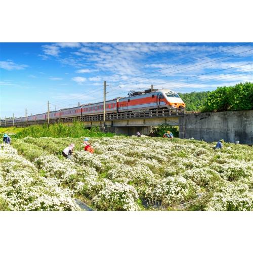 苗栗旅遊｜季節限定.花露繡球季.苗栗特色館.芋頭大福DIY一日｜大人囝仔|桃竹出發_25TWMLIDA2