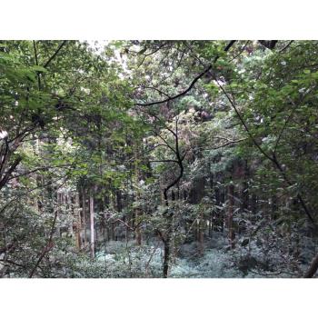 桃園旅遊｜旅展優惠｜新屋綠色走廊單車遊.東眼山森林樂園.騏雞蛋捲DIY.下午茶點心二日｜中部出發 25TX520R24