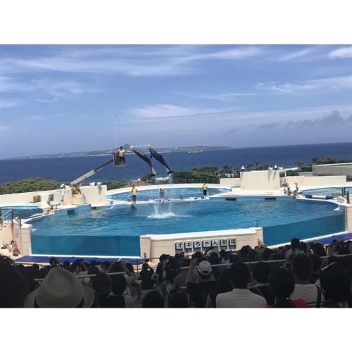 沖繩旅遊|星野BANTA咖啡‧雙樂園～美之海水族館～海豚秀&DMM水族館～可愛企鵝‧神宮祈福四日｜升等1晚星野OMO5-2025OKA035