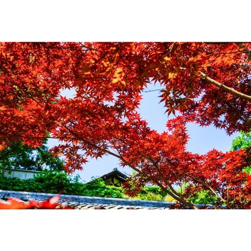 暑假松山四國｜嚴島神社海上鳥居.小豆島橄欖公園.寒霞溪纜車.大步危遊覽船.倉敷美觀.毛巾美術館.道後溫泉五日_SJY25UPBR9
