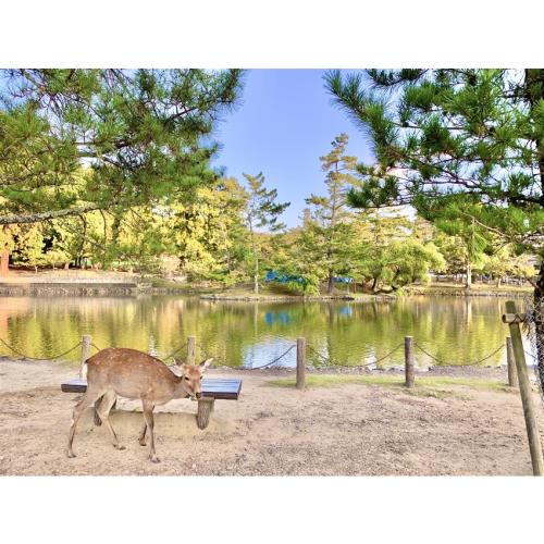 京阪神奈｜環球影城.神戶動物王國.清水寺.奈良小鹿.海遊館五日｜保住兩晚環球旁飯店_25JX612D7E