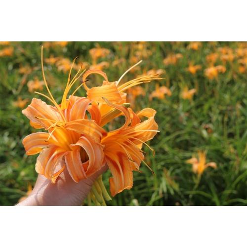 苗栗旅遊｜季節限定.小而美金針花海.全台保存最完整神社.登高看海聽故事一日｜大人囝仔-24TWMLIODL