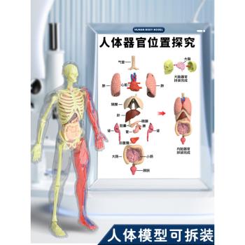 可動人體模型器官結構拆拼裝骨骼內臟肌肉醫學模擬解剖3d科教玩具