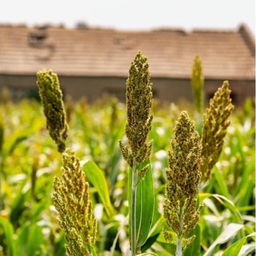 金門騎單車尋找金色高粱田、橫跨金門大橋－特色閩式聚落3日-25TI901JJ3