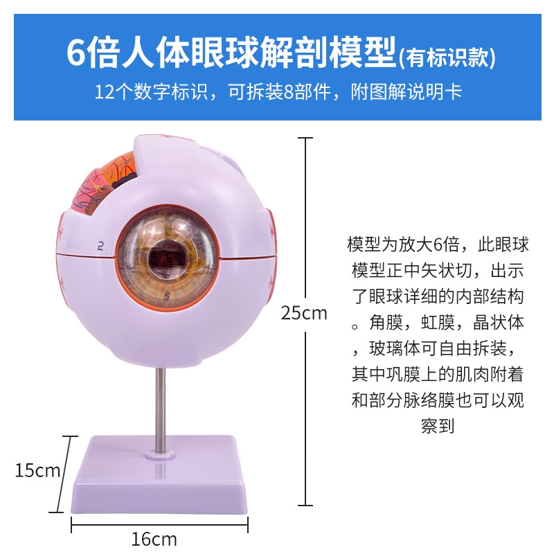 人體教學眼球解剖結構模型可拆卸兒童仿真眼睛醫學眼部模型6倍|教具
