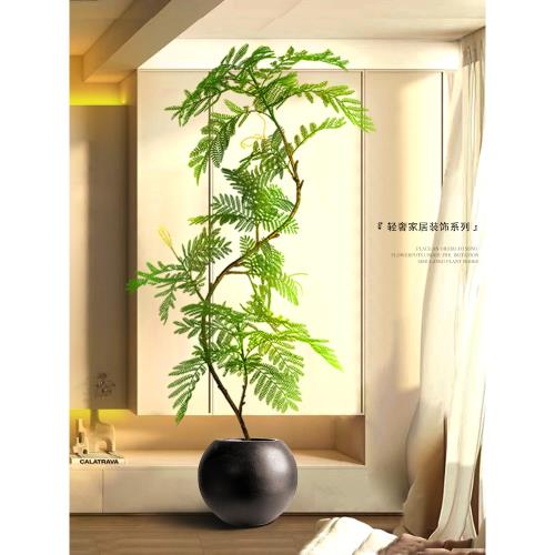 綠植裝飾擺件落地大型客廳入戶玄關電視柜旁邊室內盆栽藍花楹工廠