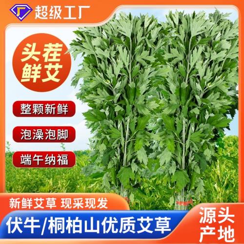 端午新鮮艾草掛門野生艾草葉束泡腳洗澡整顆艾現摘捆裝嫩艾葉艾草