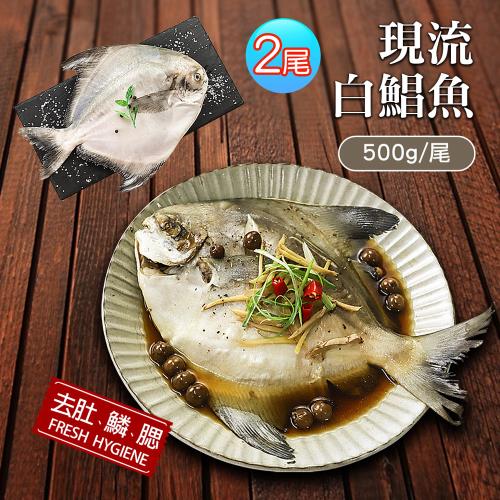 築地一番鮮 野生一本釣白鯧魚2尾(約500g±10%/尾)