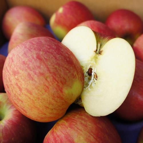 築地一番鮮 美國華盛頓富士蘋果20kg(64-72顆/箱)