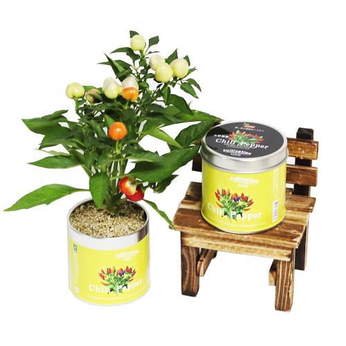 Light+Bio Cultivation Table栽培罐-五彩辣椒