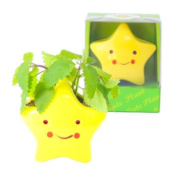 Light+Bio Cute plant陶瓷植栽-星星