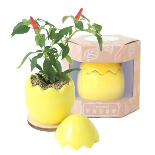 Light+Bio Yummy！鮮採蛋植栽-黃