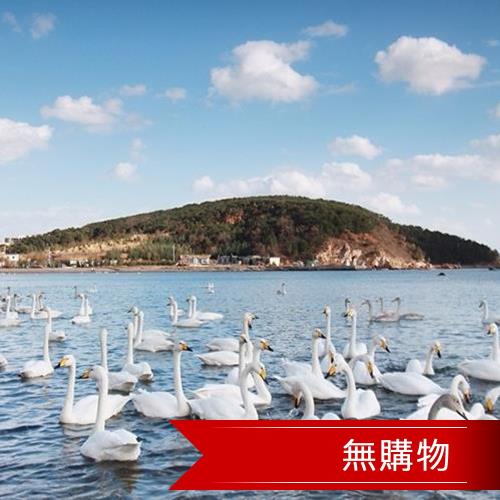 五星山東青島雙酒莊天鵝湖5日(無購物)