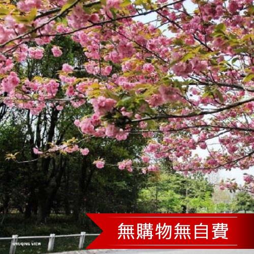 江南春之饗宴賞花星空千島湖五星5日(無購物無自費)旅遊