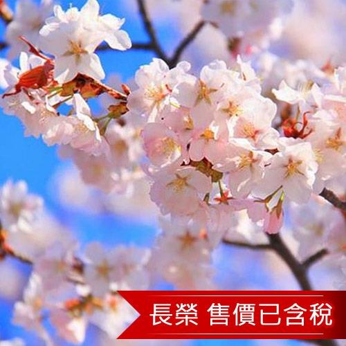 保證出團-東京櫻花祭蘆之湖遊船箱根空中纜車溫泉5日(含稅)旅遊