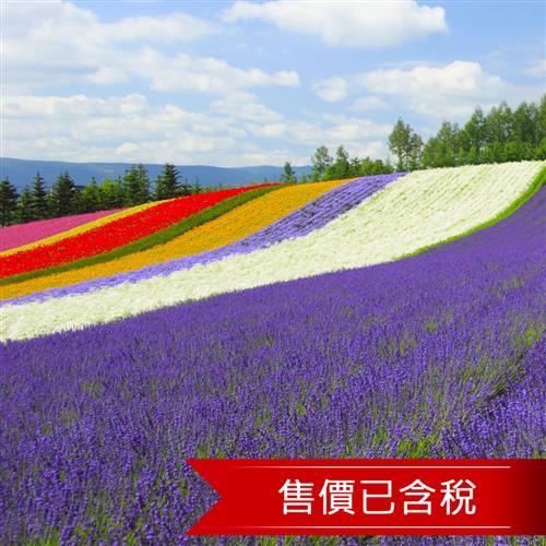 暑假特惠-北海道薰衣草留壽都雲海纜車溫泉5日(含稅)旅遊