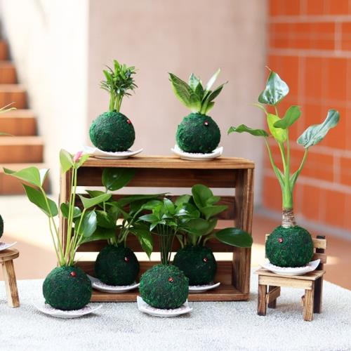 Light+Bio 開運綠苔玉二入組合