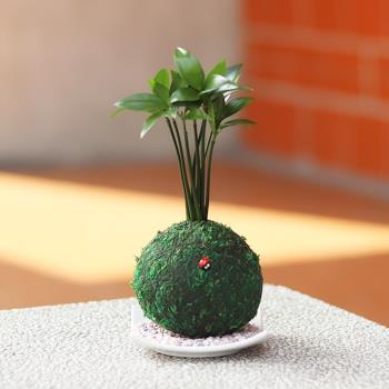 Light Bio 開運綠苔玉 虎尾蘭 盆栽 土壤 肥料 Etmall東森購物 Light Bio 開運綠苔玉 虎尾蘭 盆栽 土壤 肥料 Etmall東森購物
