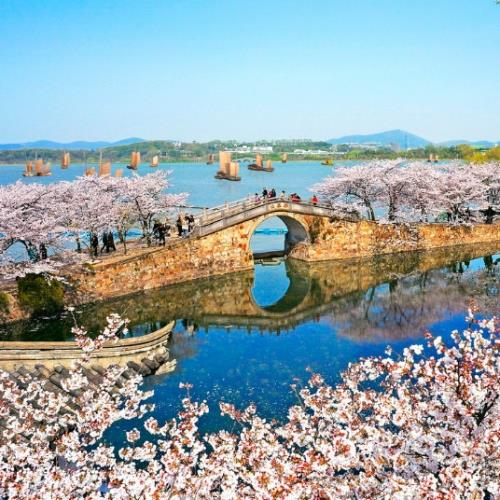 賞櫻-江南櫻花節蘇州無錫黿頭渚拈花灣五星5日(無購物無自費)旅遊
