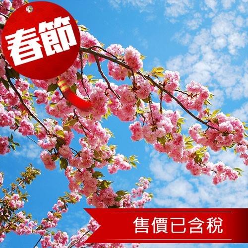 春節-沖繩賞櫻水族館瀨長島4日(含稅)旅遊
