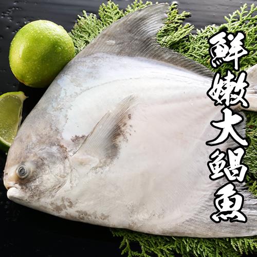 海鮮王 鮮嫩大鯧魚*4尾組(500-600g±10%/尾)
