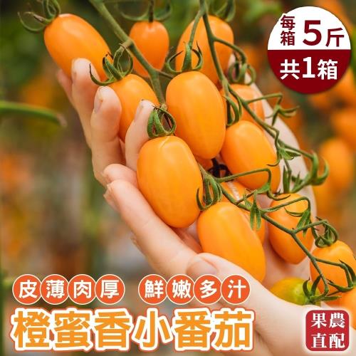 果農直配-台灣橙蜜香小番茄(約5斤/箱)