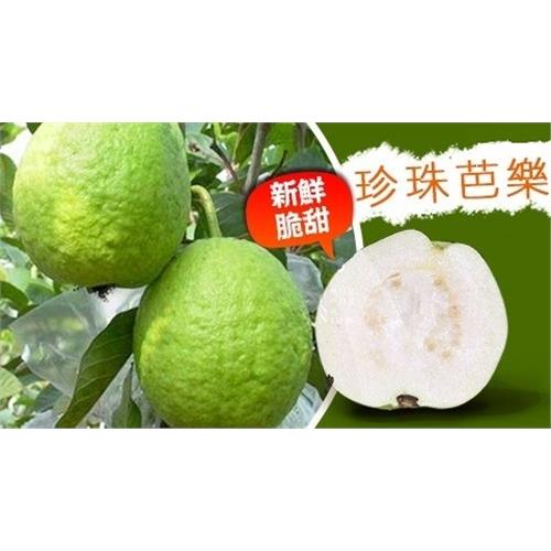【水果達人】產地直送!清脆珍珠芭樂禮盒 8斤 1箱